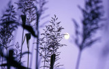 cattail moon.jpg