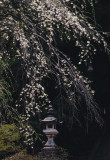 blossoms and lantern.jpg