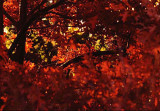 red leaves.jpg