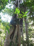 Strangling fig, Puerto Vallarta Botanical Garden