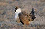 Greater Sage Grouse  0411-4j  Walden, CO