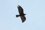 Golden Eagle 0411-1j  Craig, CO