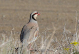 Chukar  0409-3j  Yakima Ridge