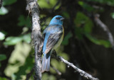 Lazuli Bunting  0611-2j  Oak Creek