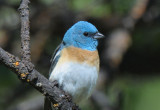 Lazuli Bunting  0611-11j  Oak Creek