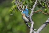 Lazuli Bunting  0611-12j  Oak Creek