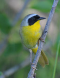 Common Yellowthroat  0711-5j  Glenwood, WA