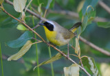 Common Yellowthroat  0711-6j  Glenwood, WA