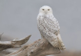 Snowy Owl  1211-12j  Damon Point