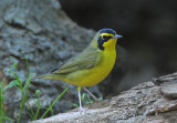 Kentucky Warbler  0412-6j  Galveston  Island, TX