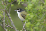 Black-capped Vireo  0412-3j  Bandera County, TX