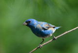 Blue Grosbeak  0412-1j  Mustang Island, TX