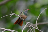 Buff-bellied Hummingbird  0412-3j  Santa Ana NWR,  TX