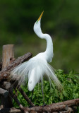 Great Egret  0412-4j  High Island, TX