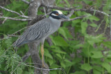 Yellow-crowned Night Heron  0412-3j  Estero Llano, TX