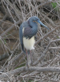 Tricolored Heron  0412-1j  Estero Llano, TX
