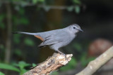 Gray Catbird  0412-1j  High Island, TX