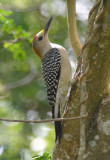 Golden-fronted Woodpecker  0412-2j  Sabal Palms,  TX