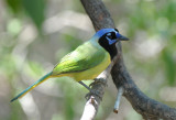 Green Jay  0412-6j  Santa Ana NWR, TX