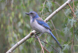 Western Scrub Jay  0512-1j  Yard