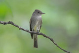 Western Wood Pewee 0612-4j  Oak Creek