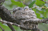  Western Wood Pewee Nest 0612-5j  Oak Creek