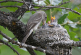 Western Wood Pewee Nest 0612-9j  Oak Creek