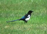 Black-billed Magpie  0505-1j  Arboretum