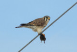 Kestrel 1207-1j  Lowden, WA