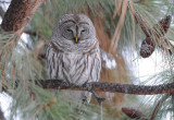 Barred Owl 0108-4j  Terrace Heights