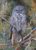 Great Gray Owl  0108-59j  Milton-Freewater, OR