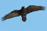 Raven overhead not sure re pink area on chest