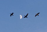Geese flying past the moon in the evening sky 2011 May 10th