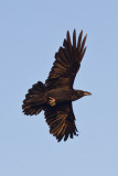 Raven in flight, early morning, banking