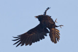 Raven, turning to meet harrassing crow