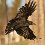 Raven, banking in flight