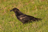 Raven on the grass