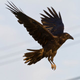 Raven in flight, wings up, feet down