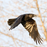 Raven in flight wings down