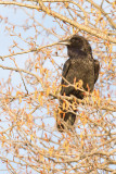 Raven in tree, chuffed
