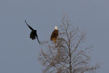 Raven and bald eagle