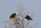 Raven flying past bald eagle