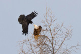 Raven encouraging bald eagle to leave