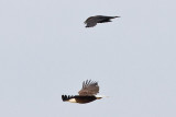 Raven flying over departing bald eagle