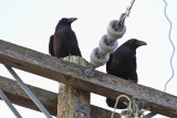 Bald eagle is gone, ravens resting on hydro pole