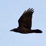 Raven in flight in early morning