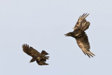 Crow harrassing raven