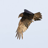 Raven in flight, one wing down and lit by sun