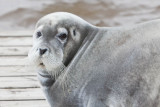Seal on Two Bay docks 2011 August 26