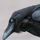 Raven headshot, nictating membrane over eye
